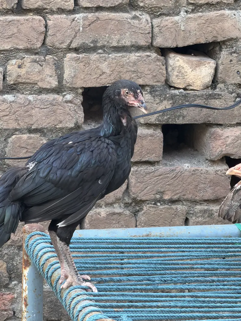 Aseel Mianwali Hens — photo 5
