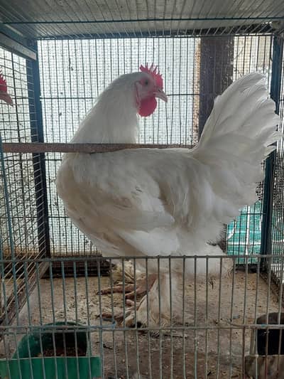 WhiteBuff Heavy Cochin