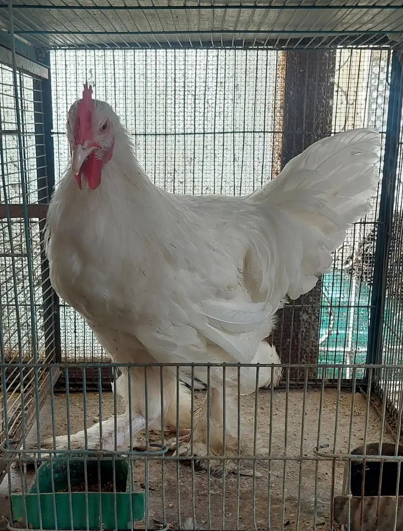 WhiteBuff Heavy Cochin — photo 2