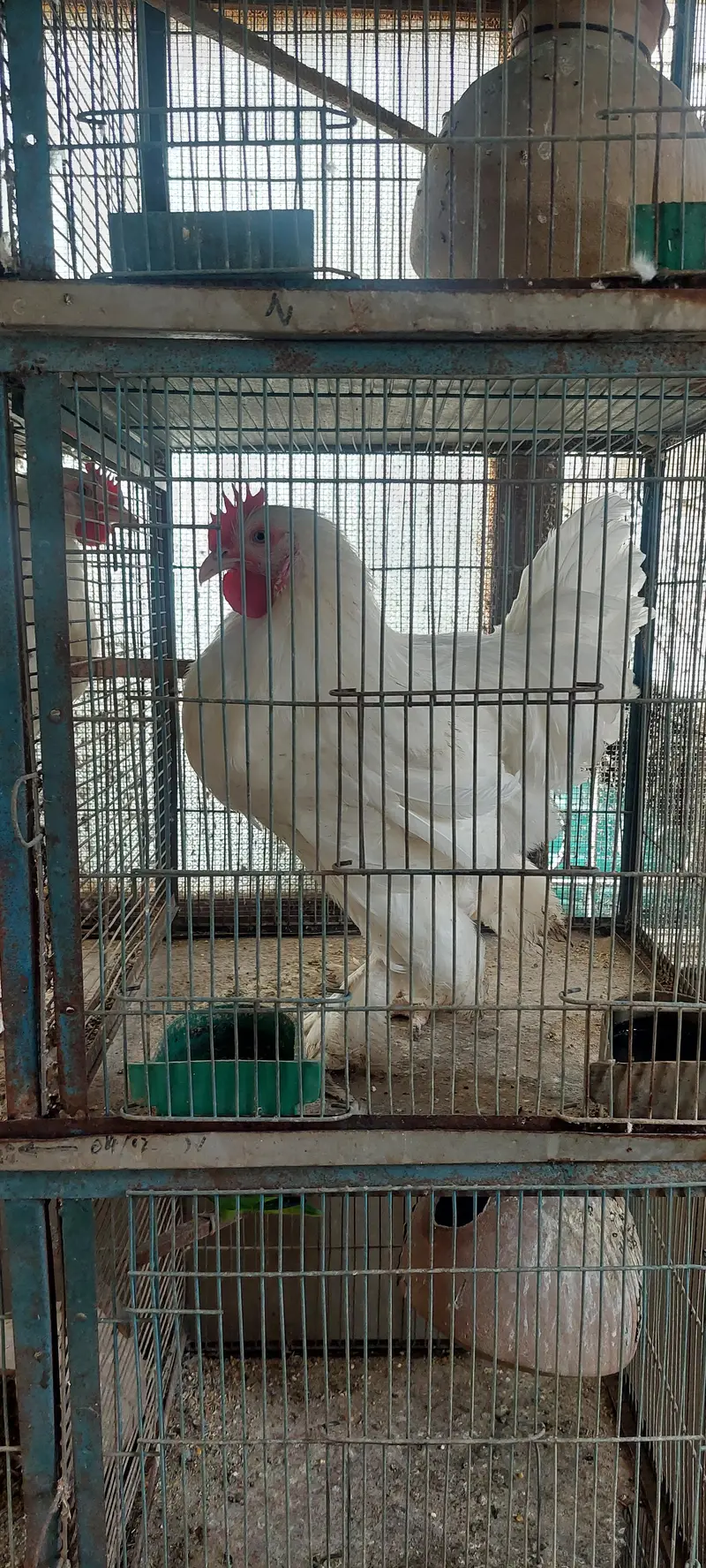 WhiteBuff Heavy Cochin — photo 3