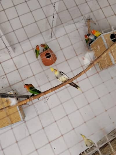love bord sale