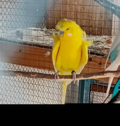 Lotino hogo breader Male