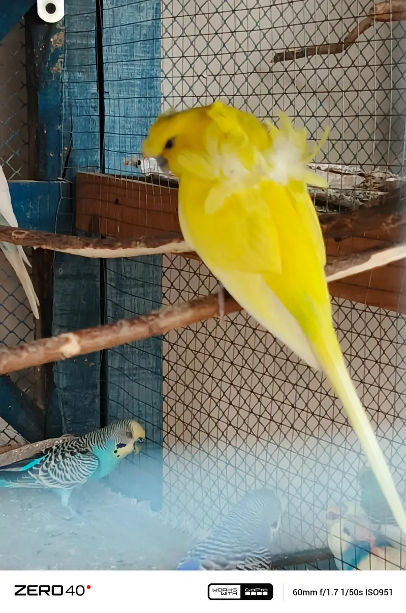 Lotino hogo breader Male — photo 2