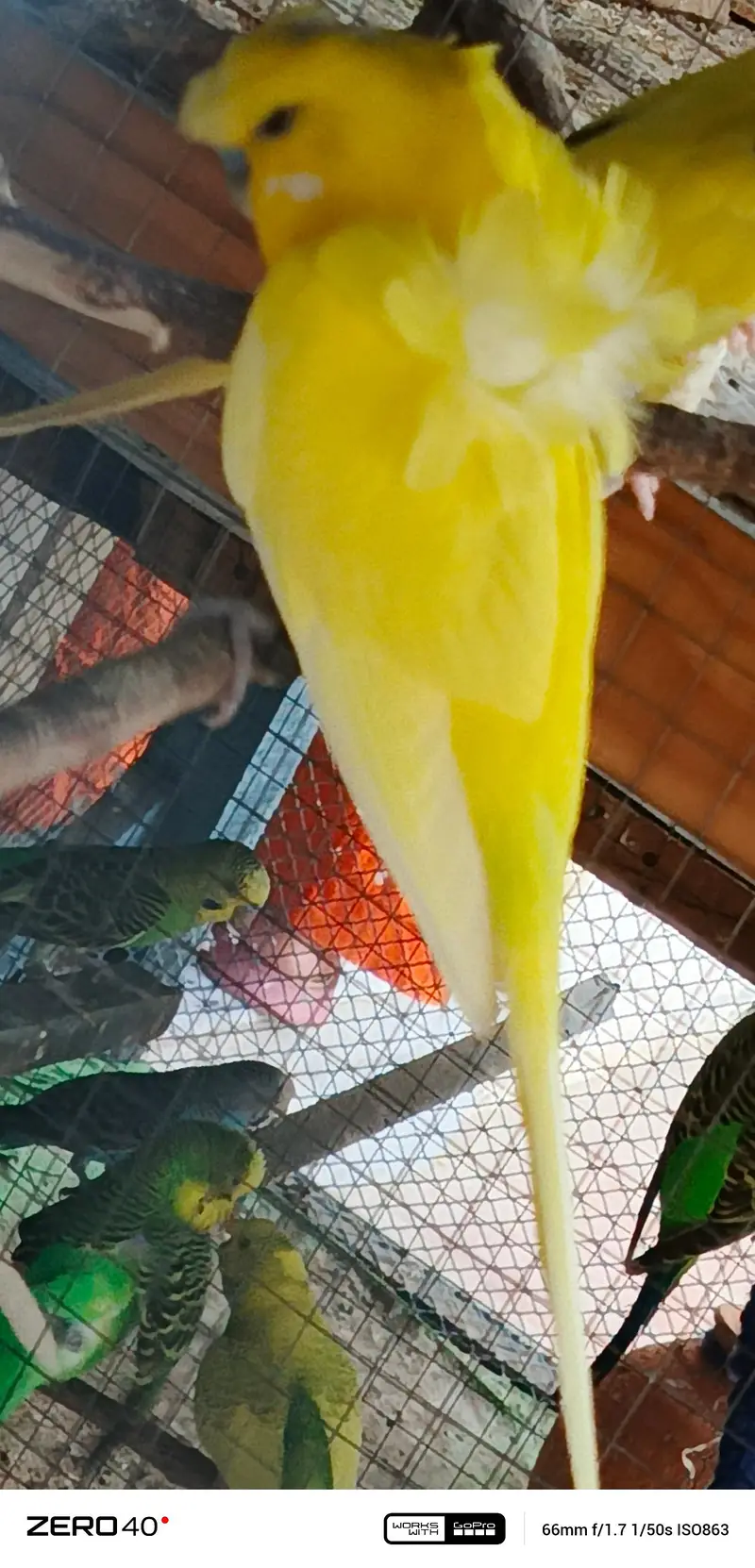 Lotino hogo breader Male — photo 3