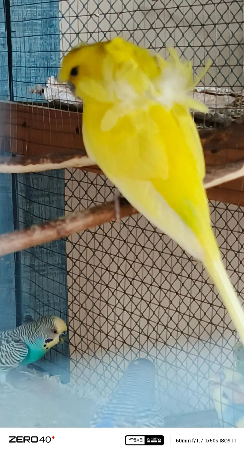 Lotino hogo breader Male — photo 4