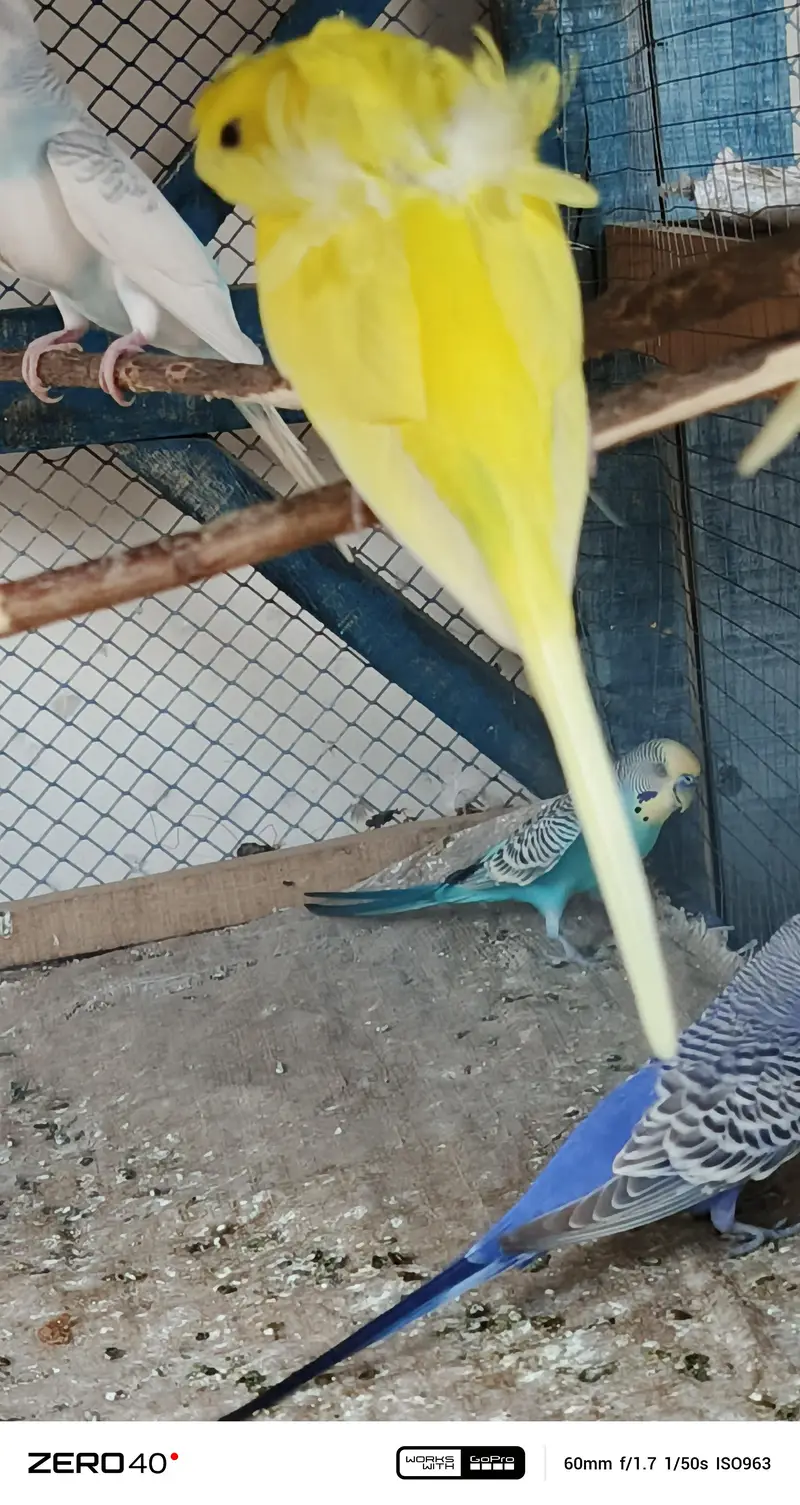Lotino hogo breader Male — photo 5
