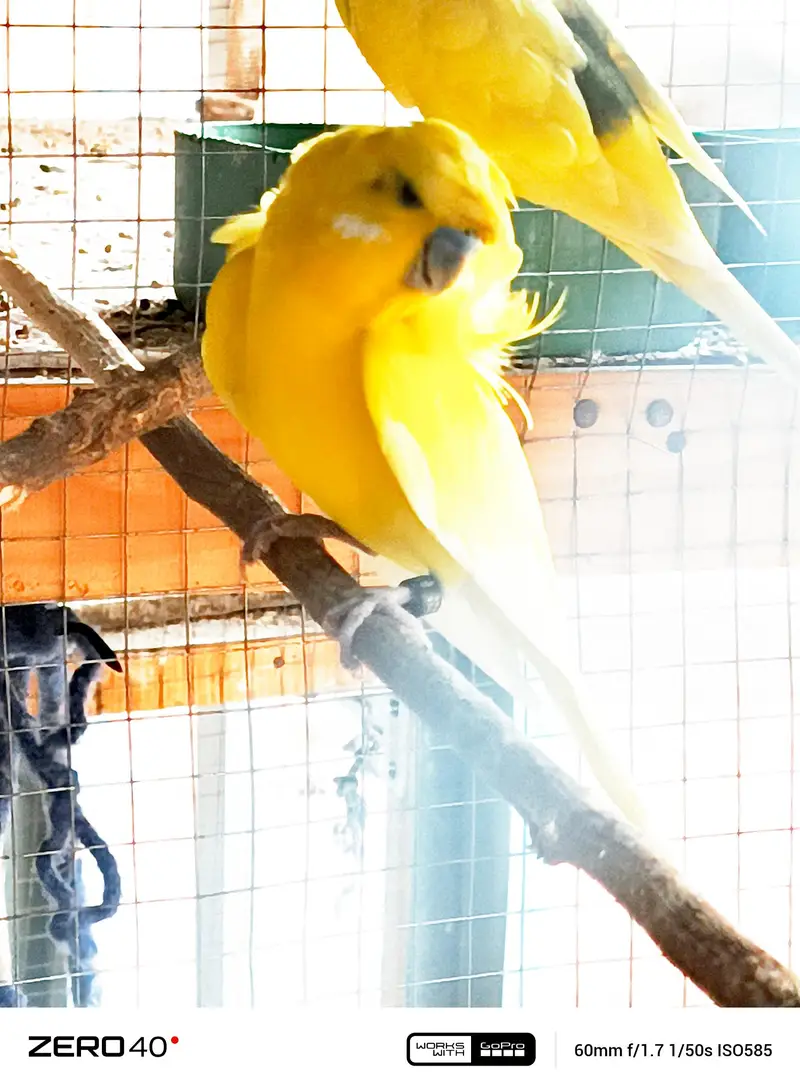 Lotino hogo breader Male — photo 6