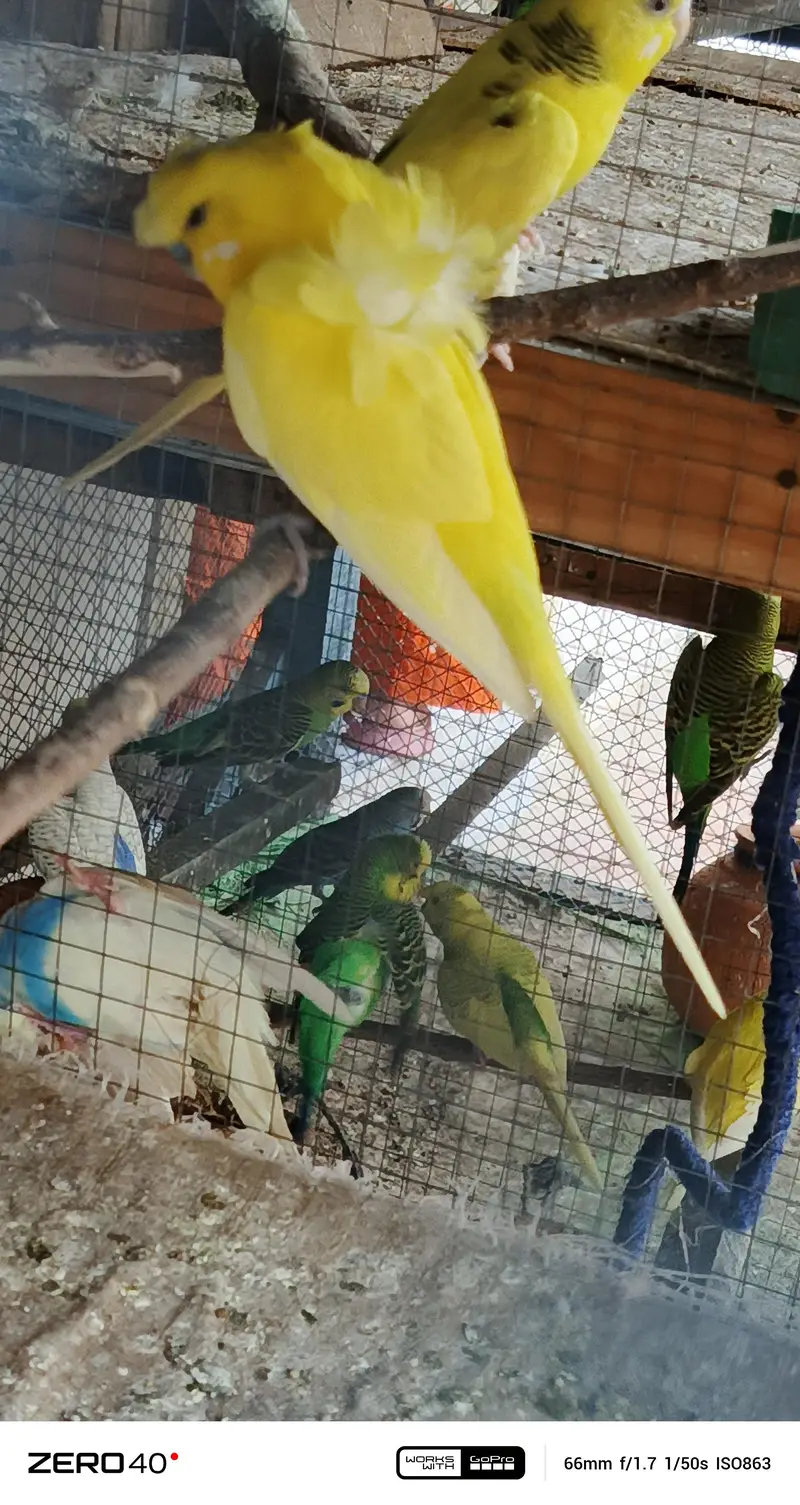 Lotino hogo breader Male — photo 7