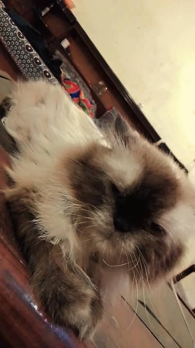 male cat