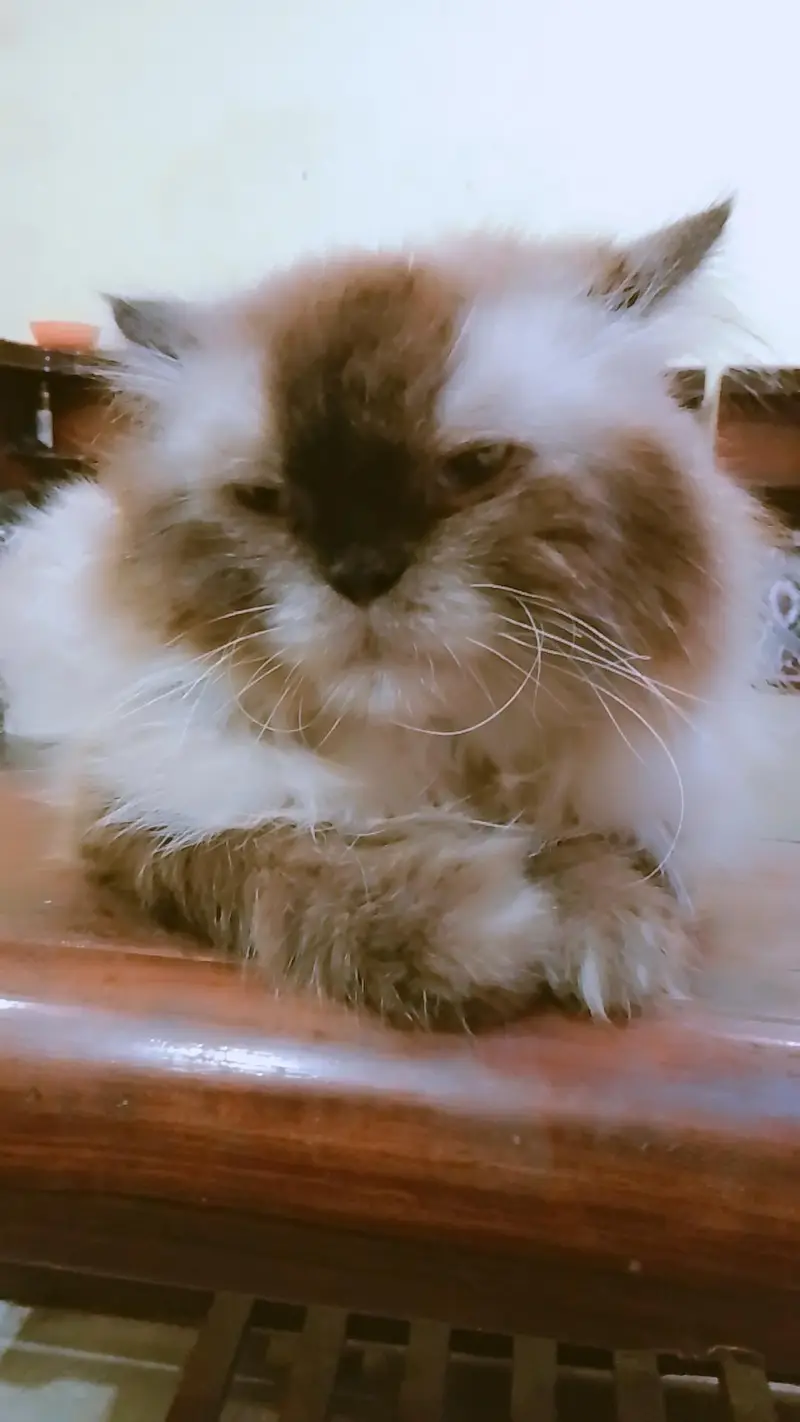 male cat — photo 2