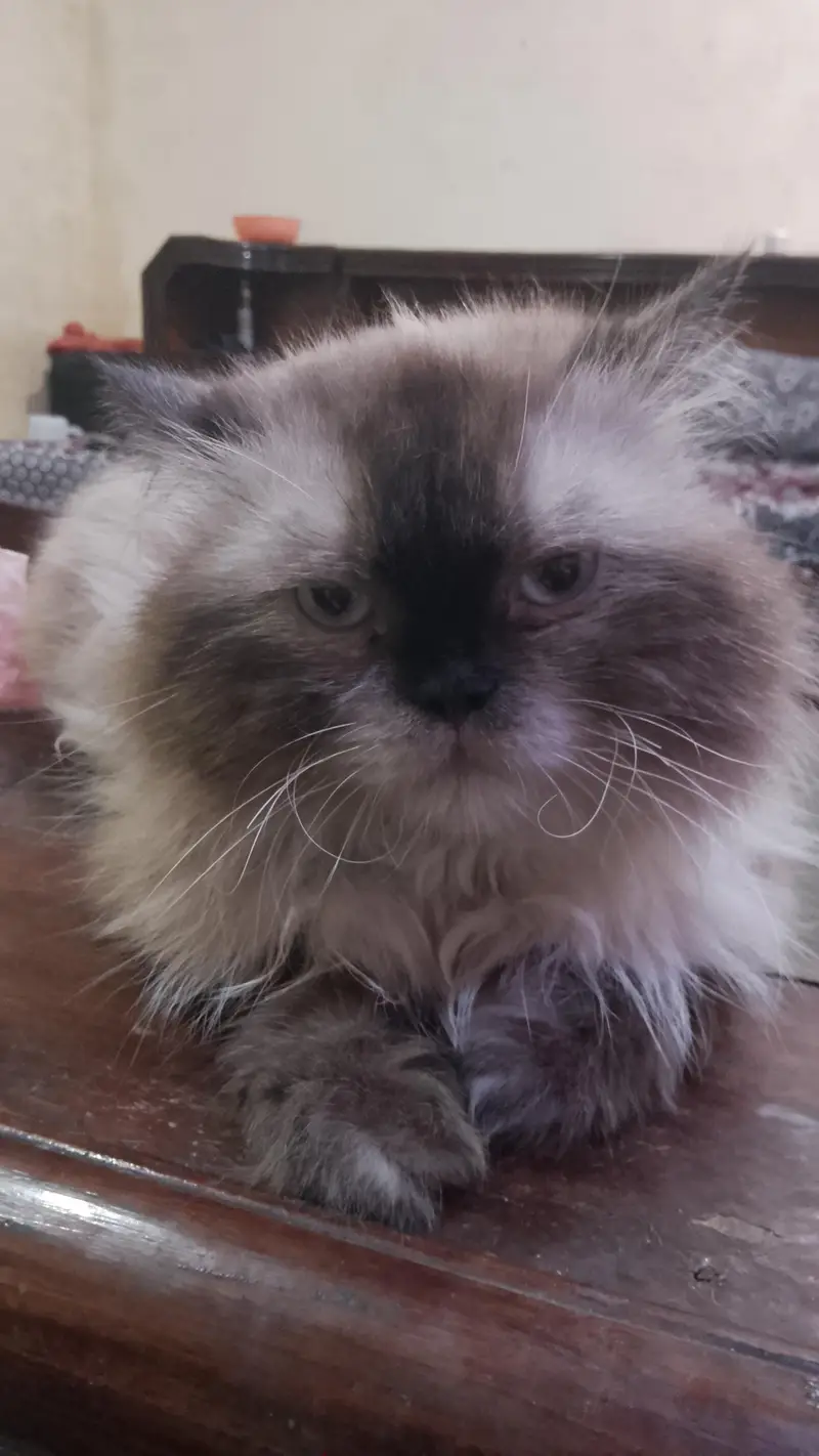 male cat — photo 3