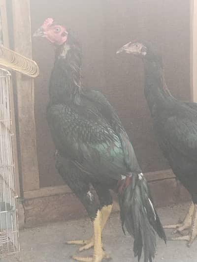 pure aseel lasani ready to breed home breed