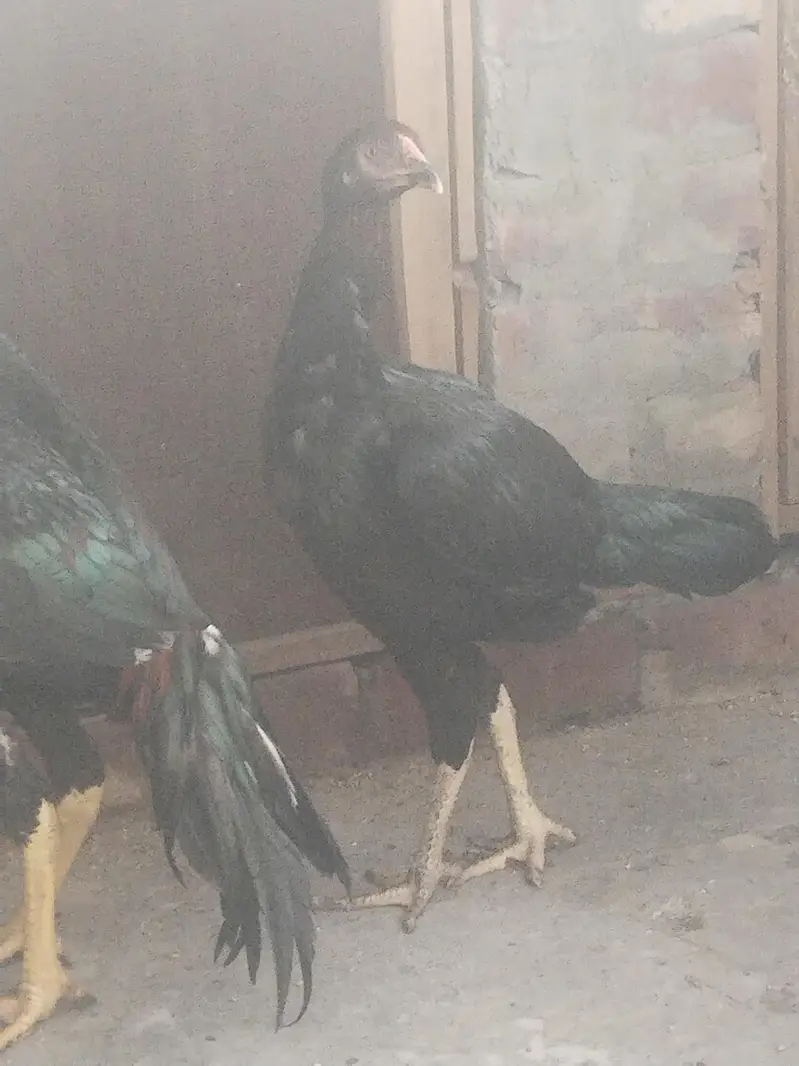 pure aseel lasani ready to breed home breed — photo 2
