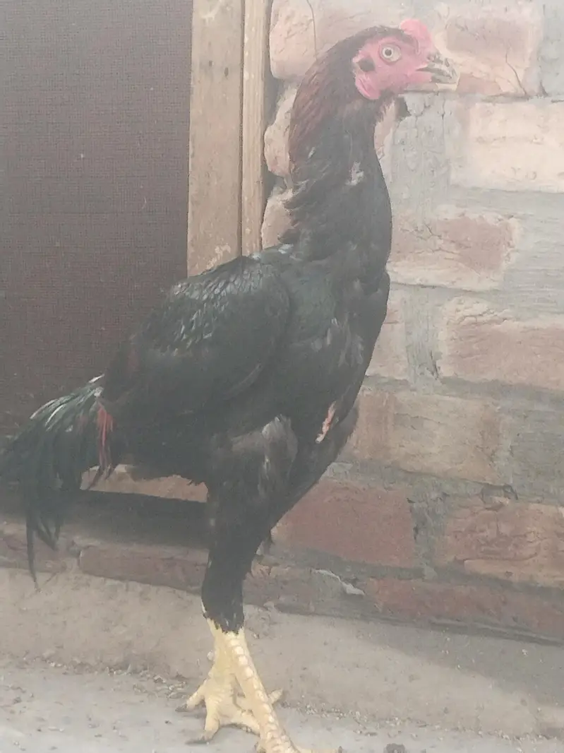 pure aseel lasani ready to breed home breed — photo 3