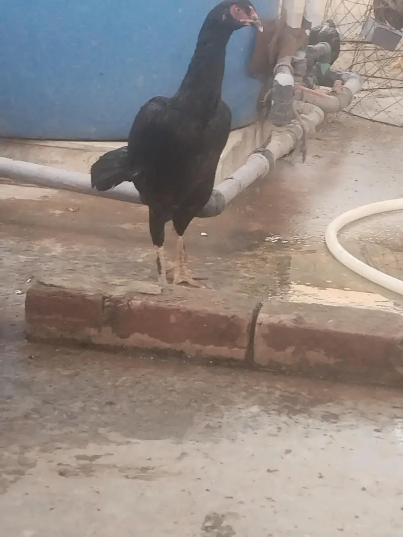 pure aseel lasani ready to breed home breed — photo 4