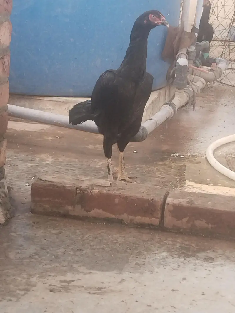 pure aseel lasani ready to breed home breed — photo 5