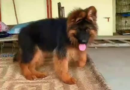 German Shepherd puppies long cot for sale my WhatsApp. 03493731440