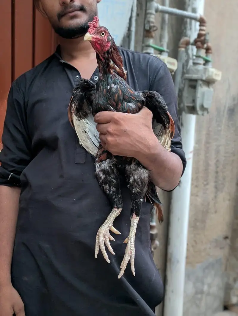 aseel mianwali — photo 2