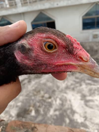 Aseel mianwali cross cock  for sale