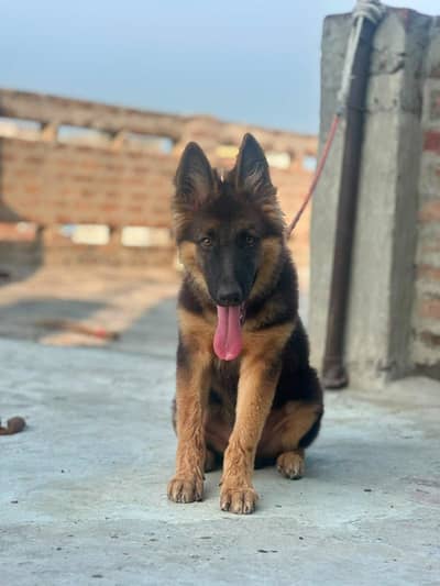 German Shepherd Male dog