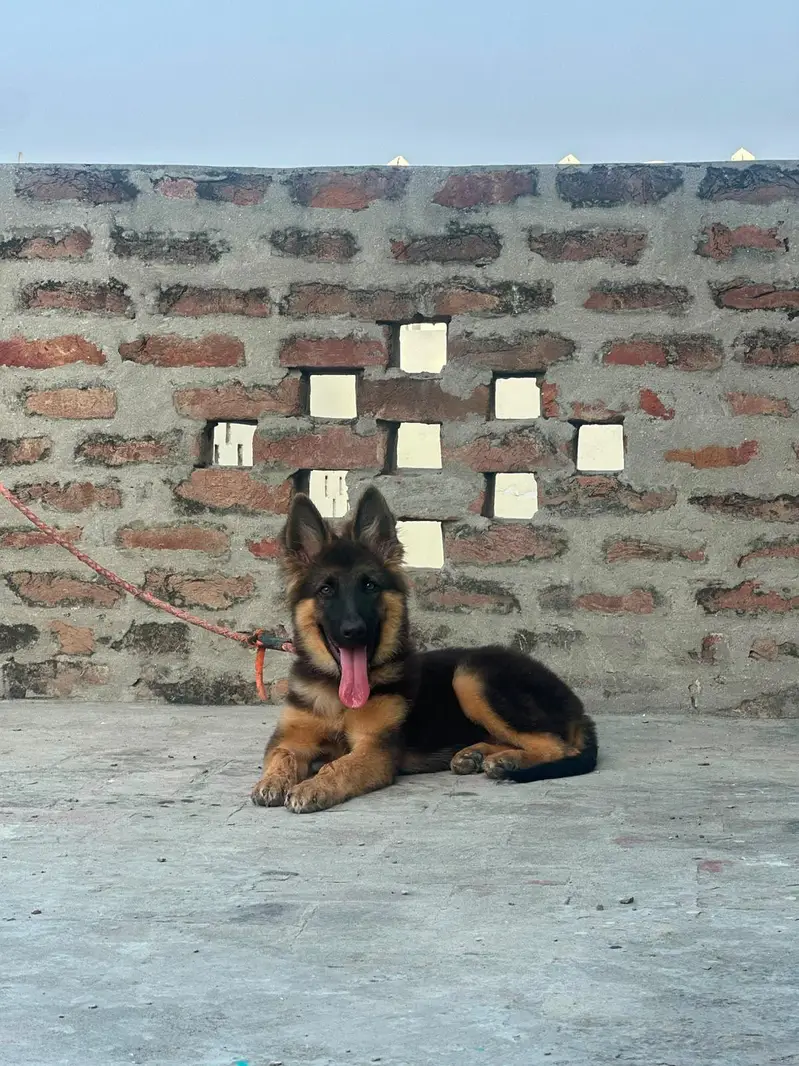 German Shepherd Dog for Sale – Healthy & Active — photo 2