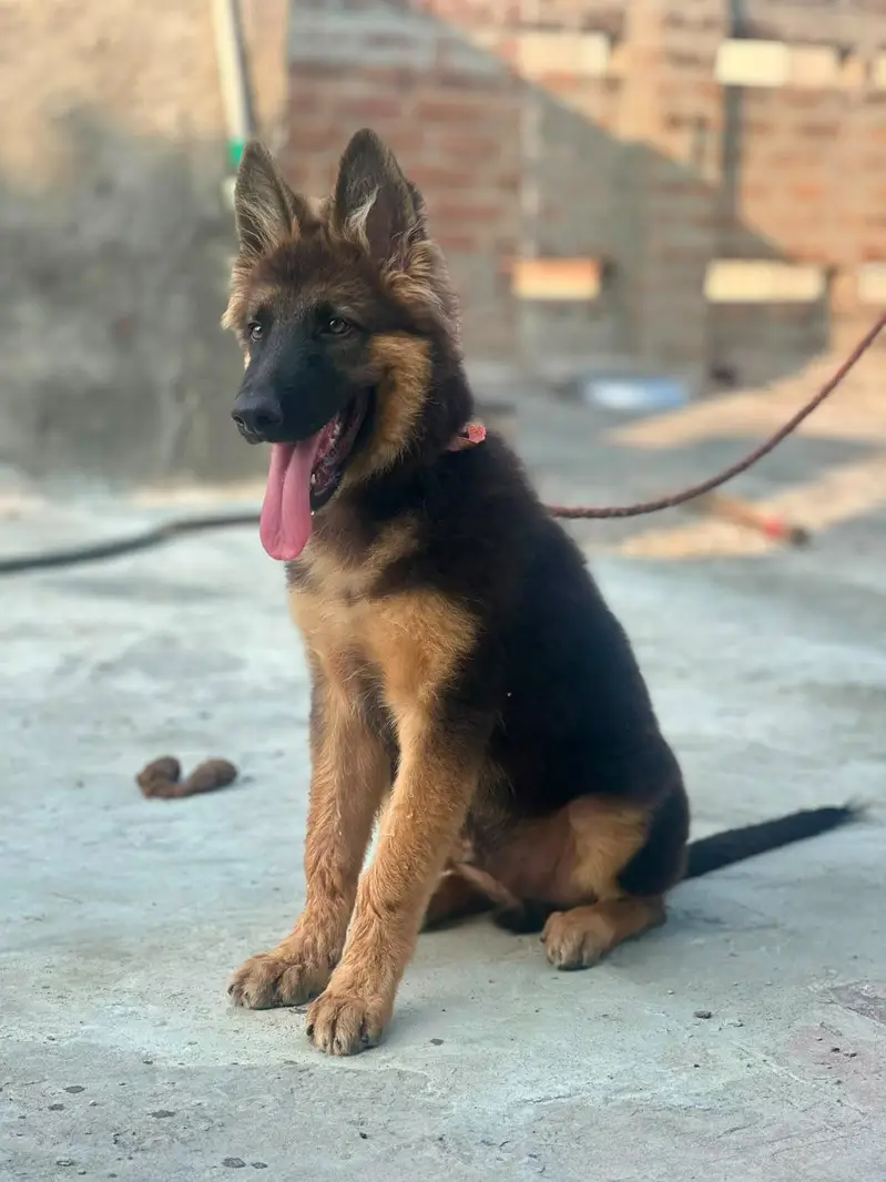 German Shepherd Dog for Sale – Healthy & Active — photo 4
