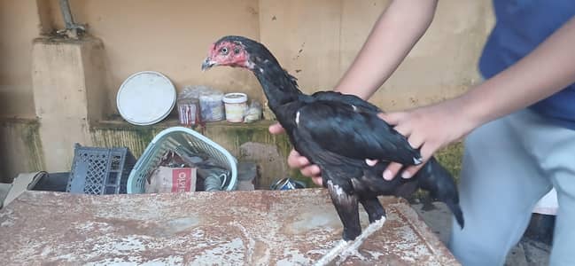 Full size madi. Ready for eggs. URGENT SALE