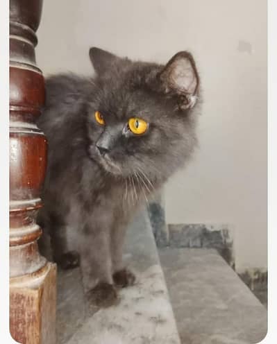black cat