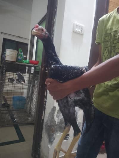 Aseel murga fawa or aseel hera  murgi or dasi egg laying hens for sale