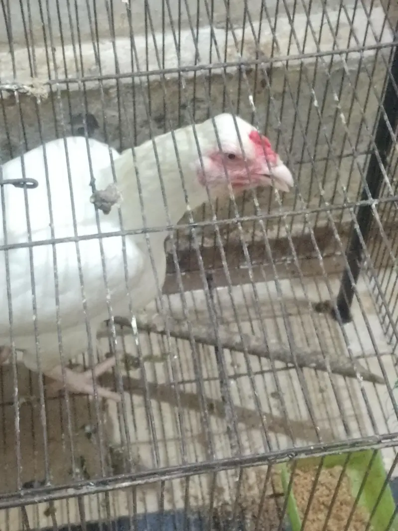 Aseel murga fawa or aseel hera  murgi or dasi egg laying hens for sale — photo 2