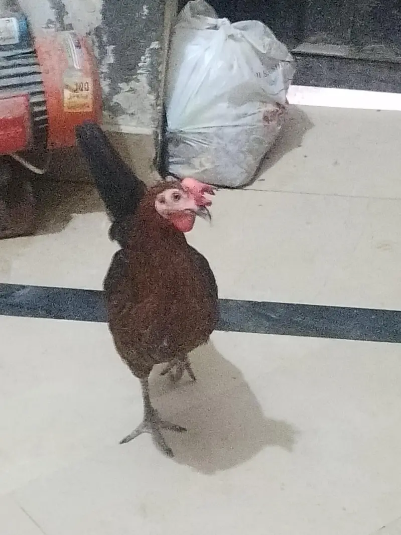 Aseel murga fawa or aseel hera  murgi or dasi egg laying hens for sale — photo 3