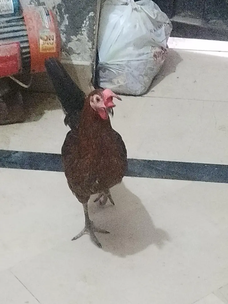 Aseel murga fawa or aseel hera  murgi or dasi egg laying hens for sale — photo 4