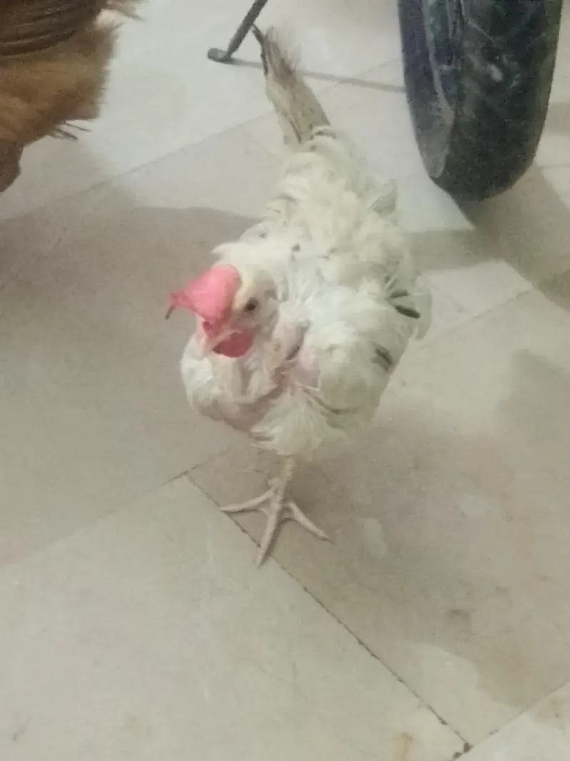 Aseel murga fawa or aseel hera  murgi or dasi egg laying hens for sale — photo 5