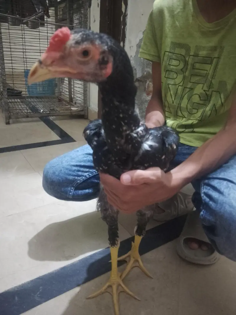 Aseel murga fawa or aseel hera  murgi or dasi egg laying hens for sale — photo 6