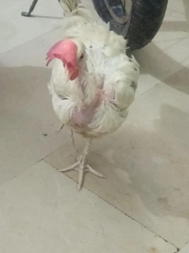 Aseel murga fawa or aseel hera  murgi or dasi egg laying hens for sale — photo 7