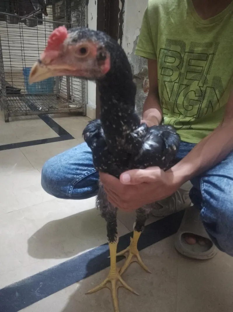 Aseel murga fawa or aseel hera  murgi or dasi egg laying hens for sale — photo 8