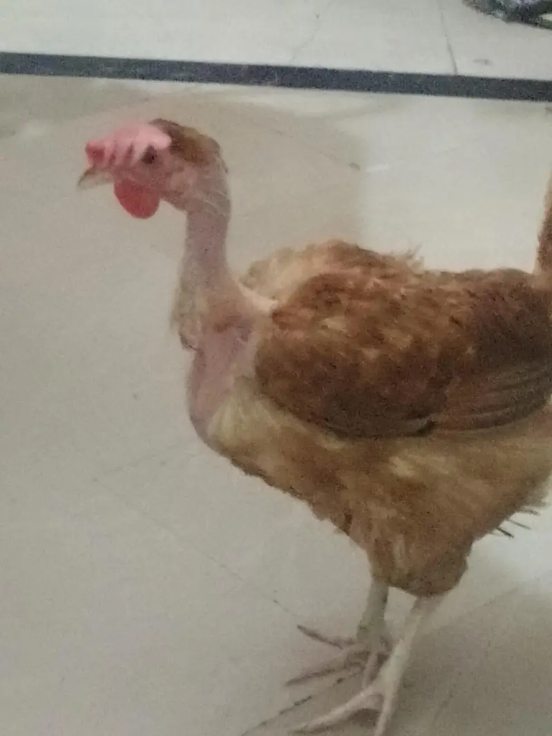 Aseel murga fawa or aseel hera  murgi or dasi egg laying hens for sale — photo 9