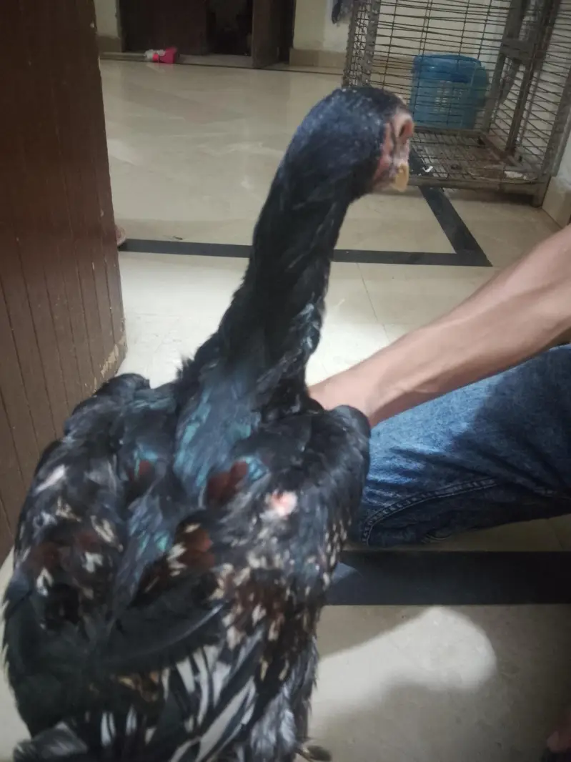 Aseel murga fawa or aseel hera  murgi or dasi egg laying hens for sale — photo 10