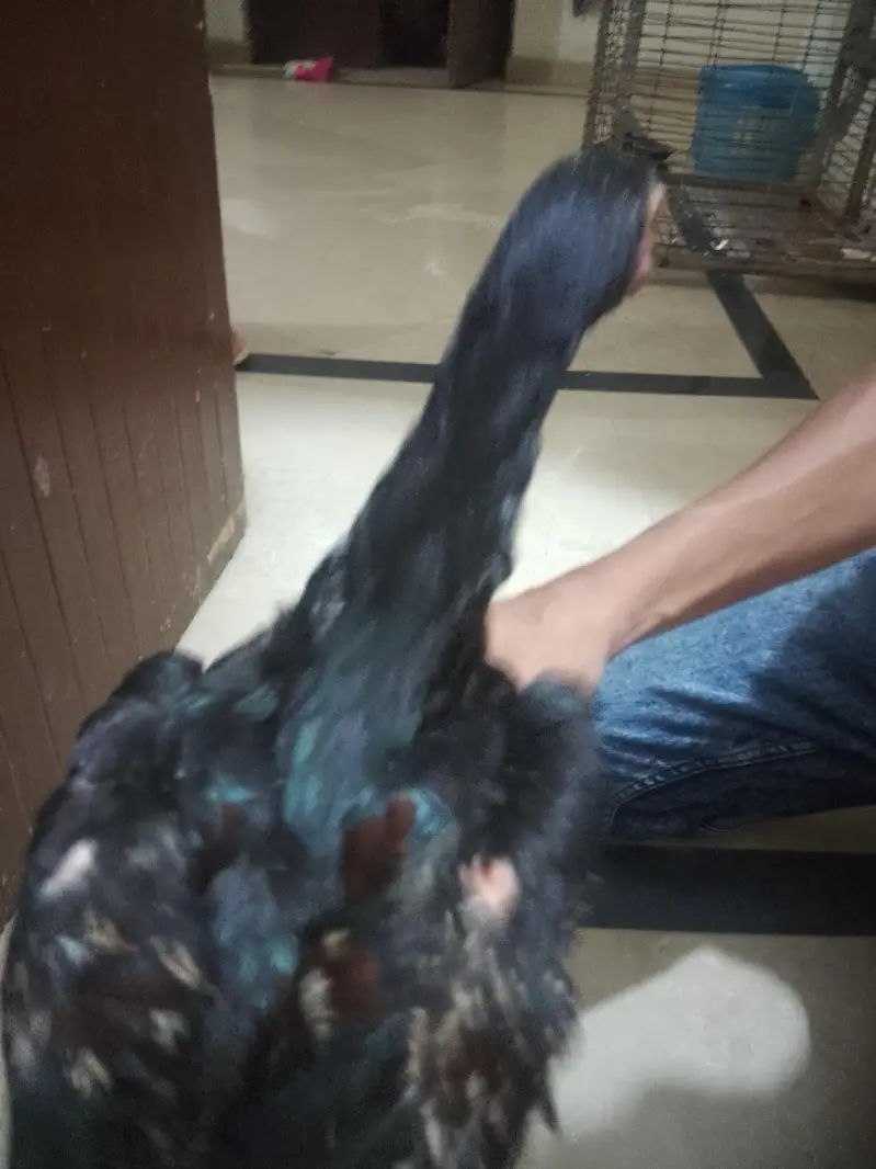 Aseel murga fawa or aseel hera  murgi or dasi egg laying hens for sale — photo 11
