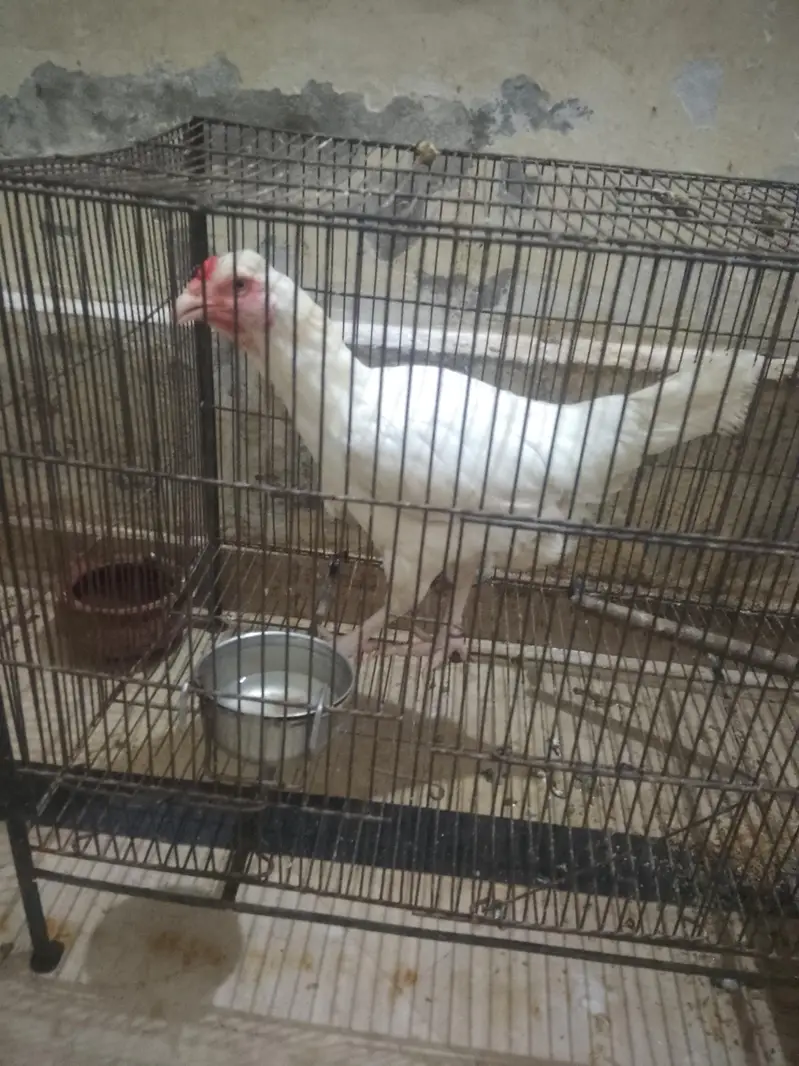 Aseel murga fawa or aseel hera  murgi or dasi egg laying hens for sale — photo 12