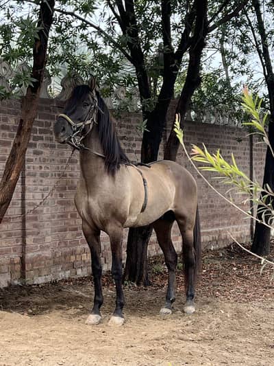 Horse for sale in Gujranwala