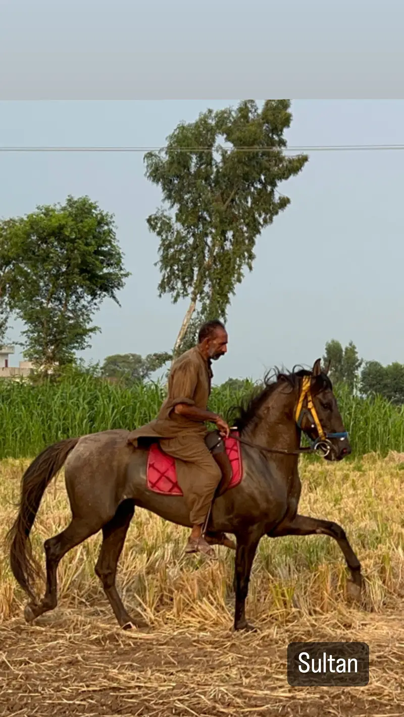 Horse for sale in Gujranwala — photo 2