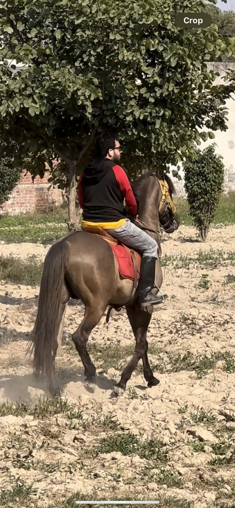 Horse for sale in Gujranwala — photo 3