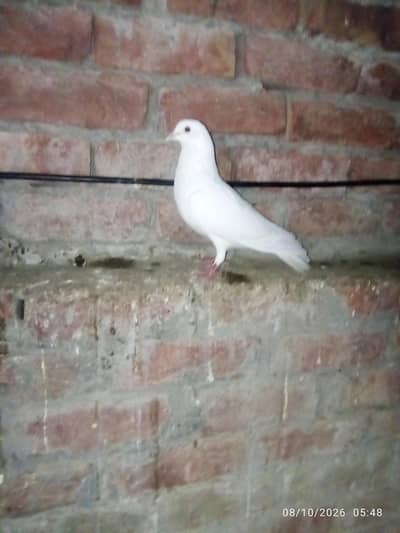 white peigon