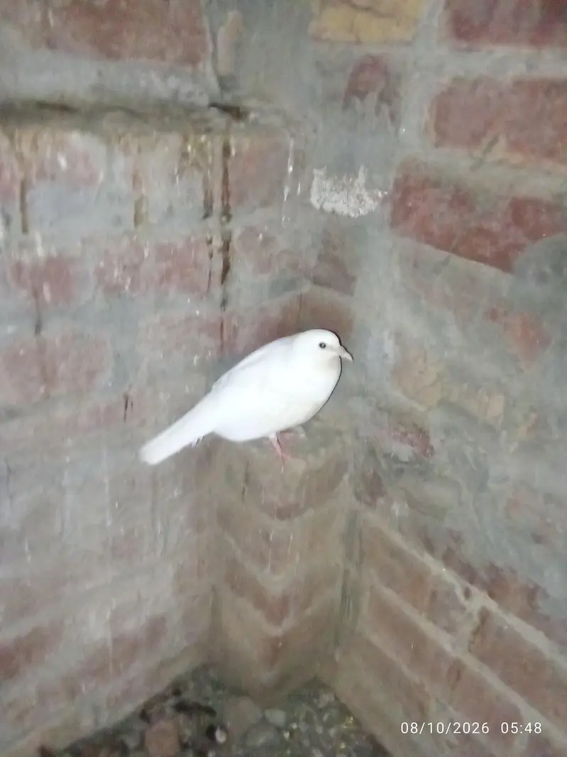 white peigon — photo 2