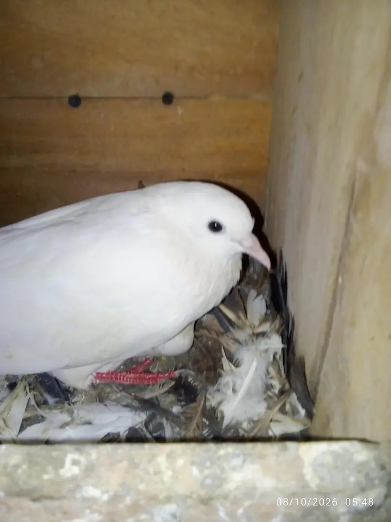 white peigon — photo 3