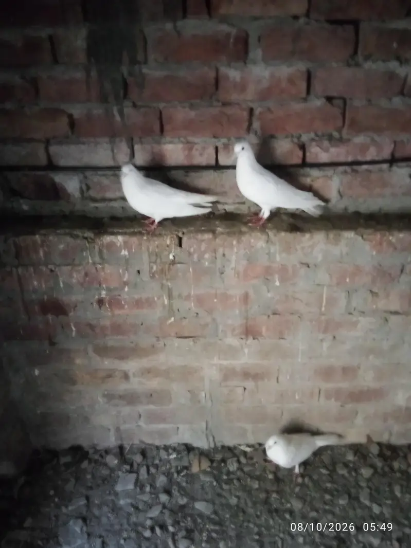 white peigon — photo 4