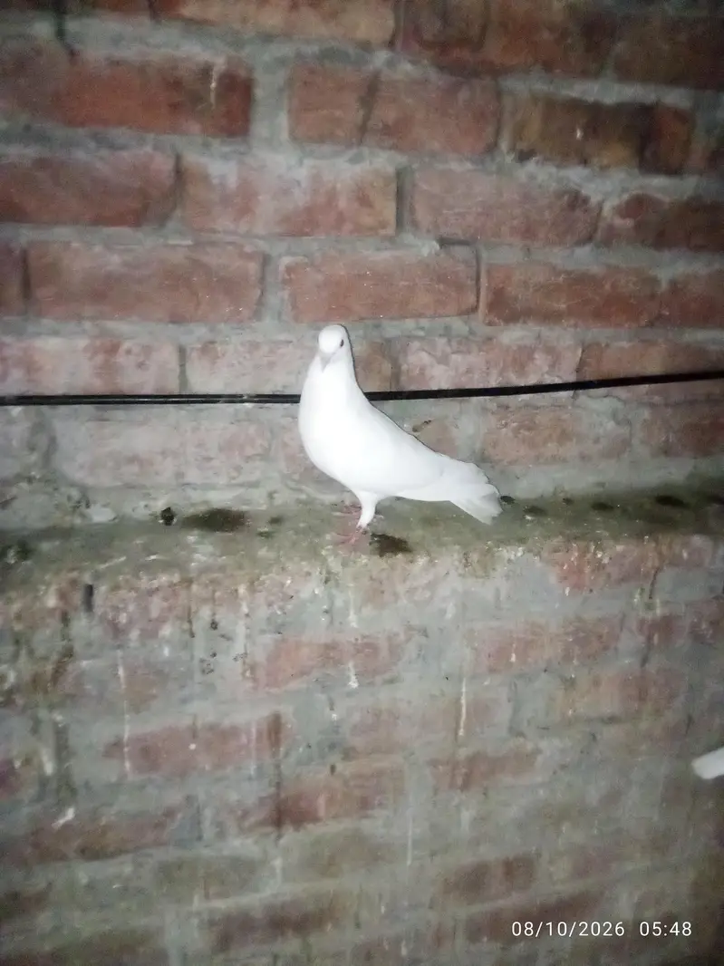 white peigon — photo 5