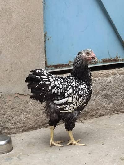 Fancy breeds