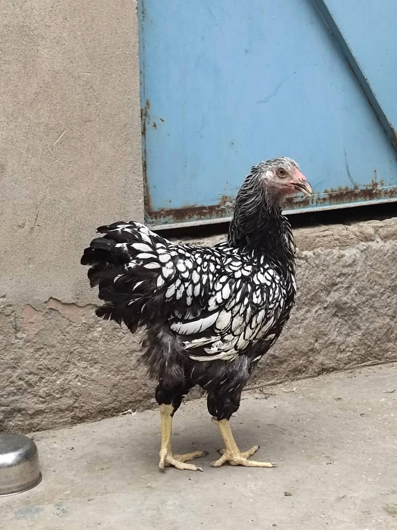 Fancy breeds 0